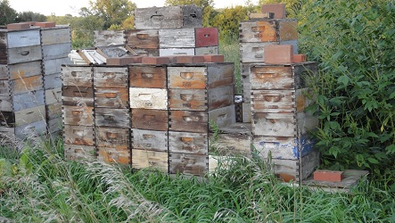 Eight Frame Hive